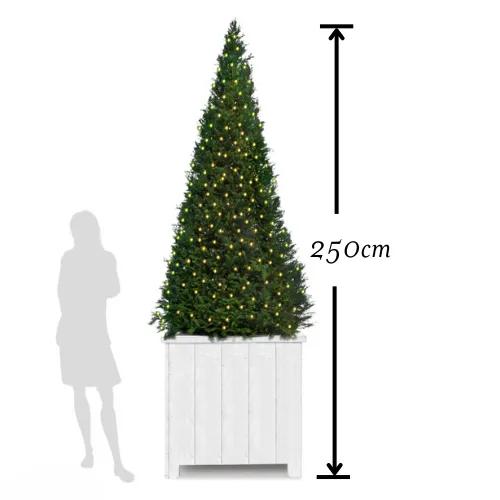 Taxus - Inclusief bloembak en verlichting  - 60x80